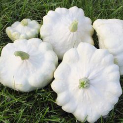 patisson seeds 250 patisson disco seeds, squash seeds,ukrainian organic seeds sw209