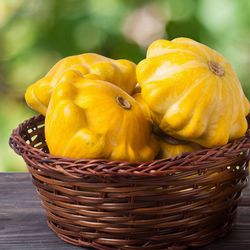 patisson seeds 200 patisson sun seeds, squash seeds,ukrainian organic seeds sw215