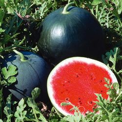 watermelon seeds 250 watermelon spark seeds, ukrainian organic seeds sw921