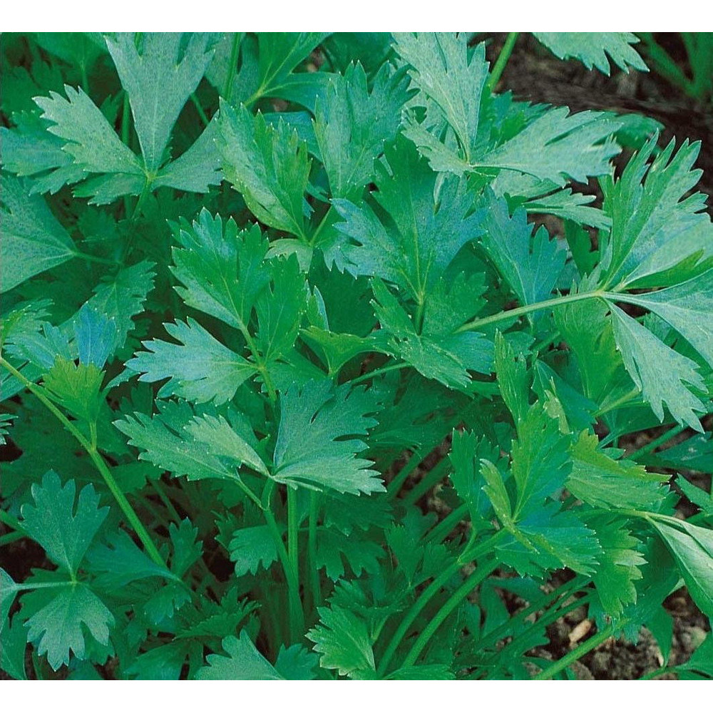 001.Parsley Giant Italy.jpg