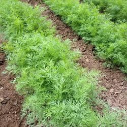 dill seeds 10000 dill belli's seeds,dill seeds, ukrainian organic seeds sw636