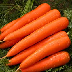 carrot seeds 5000 carrot red giant seeds, ukrainian organic seeds sw631