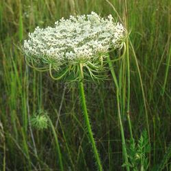 carrot seeds 1000 wild carrot queen anne seeds, ukrainian organic seeds sw766