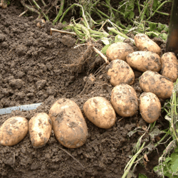 potato seeds 0,01g potato ballada seeds, ukrainian organic seeds sw1007