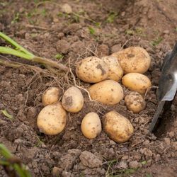 potato seeds 0,01g potato empress seeds, ukrainian organic seeds sw1008