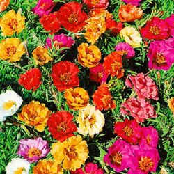 portulaca seeds 5000 portulaca terry seeds mix, ukrainian organic seeds sw18
