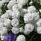 150 White gypsophila seeds,White gypsophila panicled,SW24.jpg