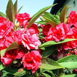 balsam seeds, 150 balsam camellia seeds,terry balsam mix ukrainian organic seeds,sw34b