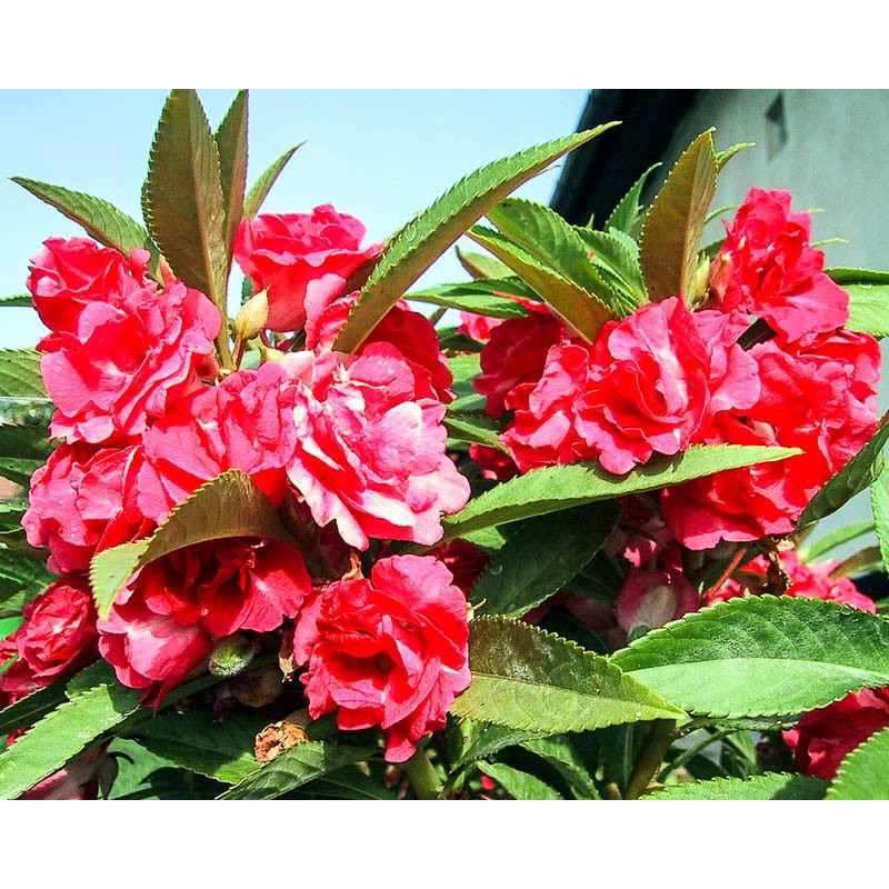 001.impatiens_balsamina_02.jpg