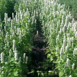 agastache liquorice blue, 2000 louphfantus tibeticus seeds, lofant tibetan,agastachys rugosa,sw35