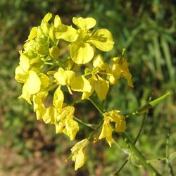 mustard seeds, 3000 white mustard seeds,sinapis alba,ukrainian organic seeds,sw37