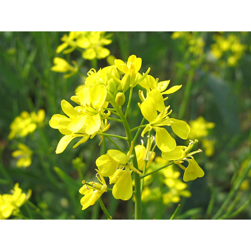 500 mustard seeds,yellow mustard,BRASSICA JUNCEA,organic mustard, SW38.jpg