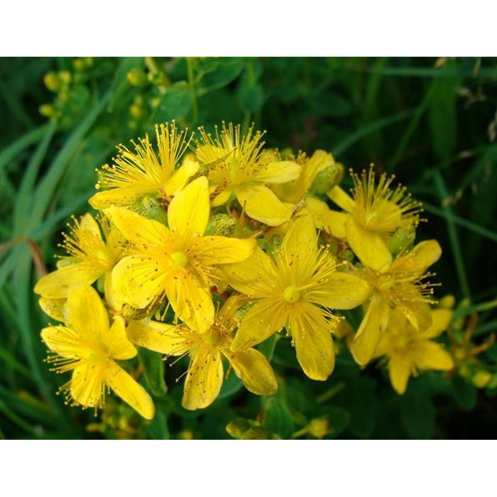 500 Hypericum seeds,St.John`s Wort,Hypericum Perforatum,  SW39.jpg