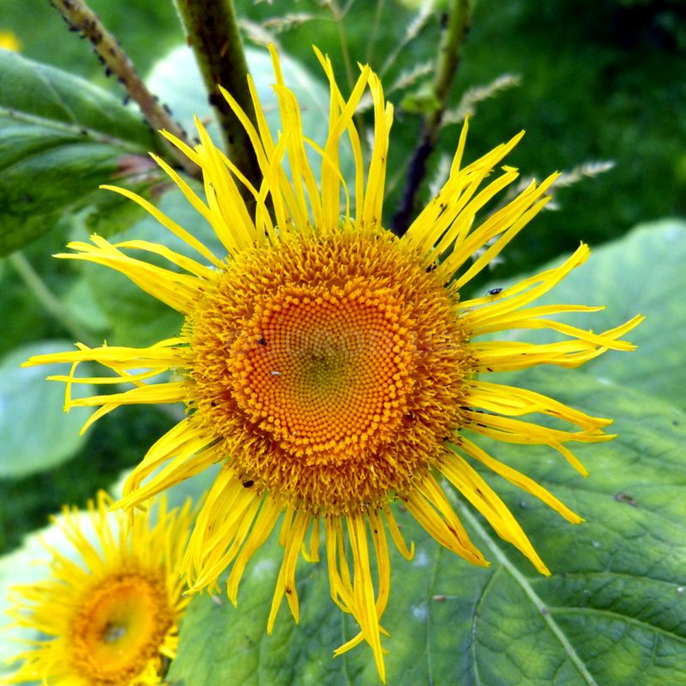 75 Elecampane seeds,Inula Helenium,Medicinal Herb,SW41.jpg