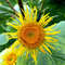75 Elecampane seeds,Inula Helenium,Medicinal Herb,SW41.jpg