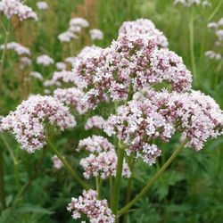 valeriana seeds, 600 valeriana officinalis seeds,medicinal herb,ukrainian organic seeds,sw43