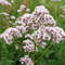 300 Valeriana Officinalis seeds,Medicinal Herb, SW43.jpg