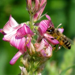 onobrychis seeds, 250 onobrychis seeds,sainfoin,onobrychis viciifolia,medicinal herb,ukrainian organic seeds,sw45