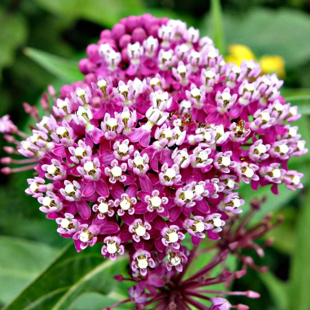 500 Asclepias Incarnata seeds,Milkweed seeds, SW57.jpg