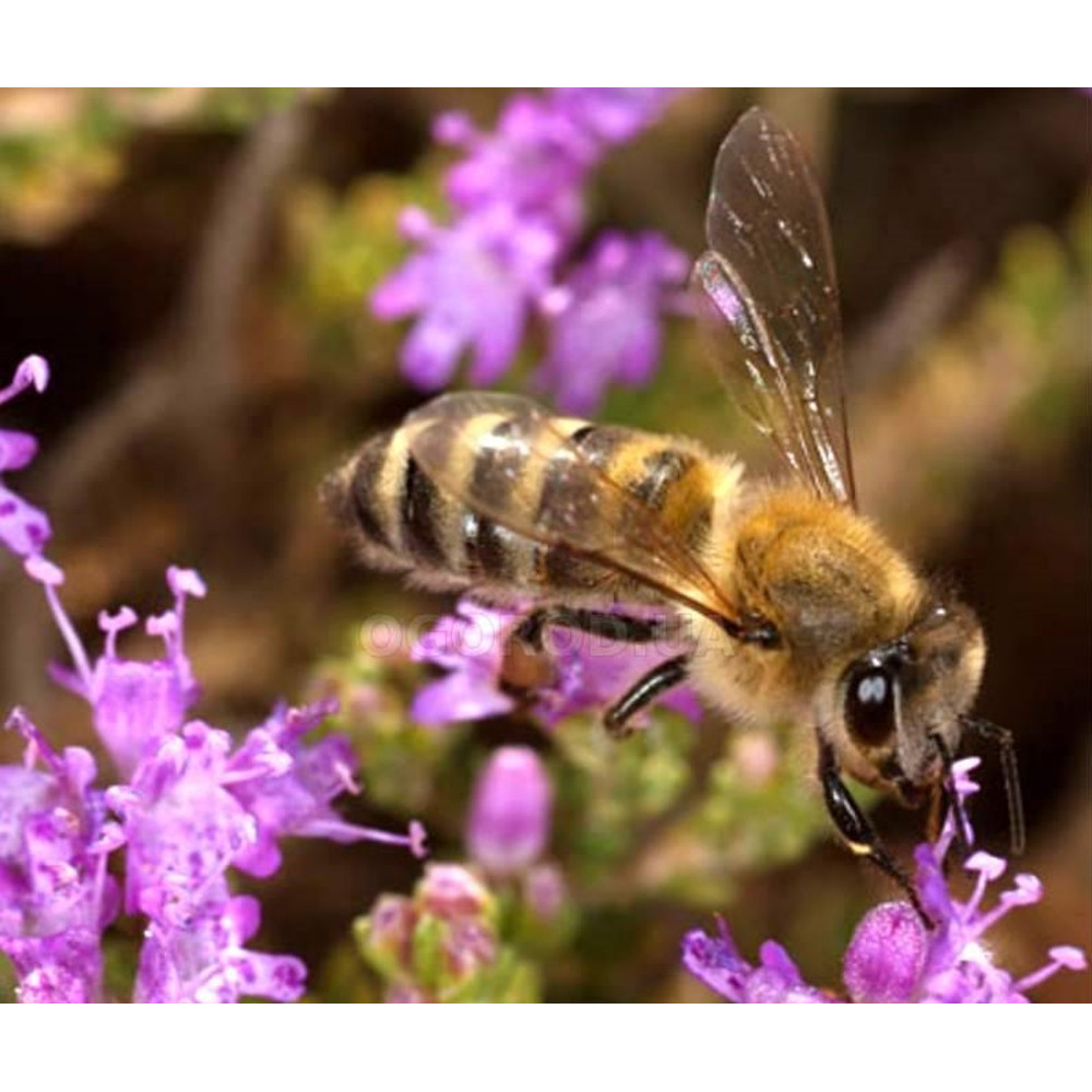 150 Thymus seeds,Creeping Thyme, SW61.jpg