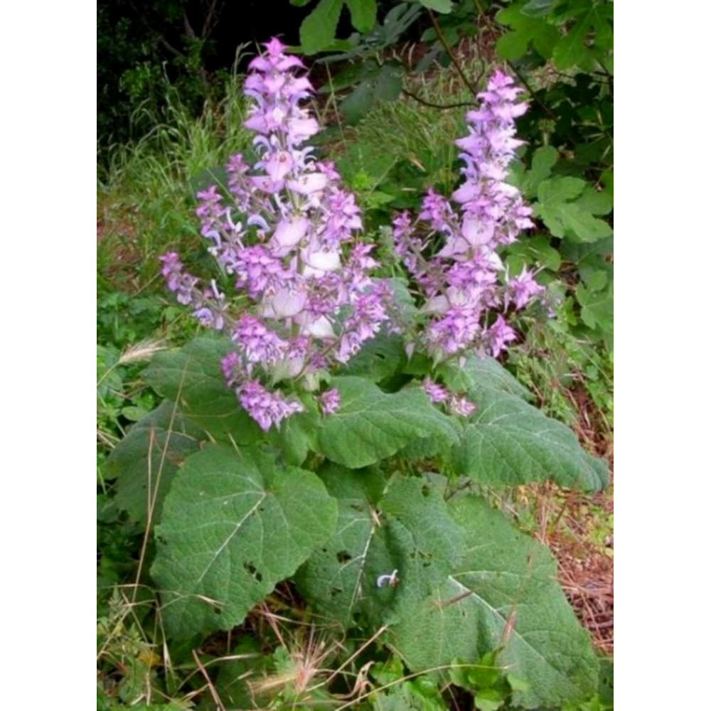 75 Salvia sclarea seeds,Medicinal Herb,Culinary Herb,SW62.jpg