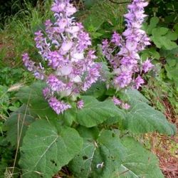 salvia seeds, 250 seeds, salvia sclarea seeds, medicinal herb, ukrainian organic seeds sw62