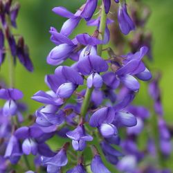 galega seeds, 600 galega officinalis seeds, medicinal herb,culinary herb, ukrainian organic seeds sw65