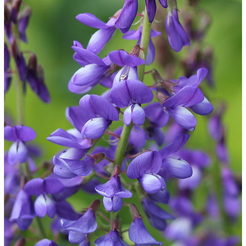 100 Galega officinális seeds,Galega seeds,Medicinal Herb,Culinary Herb, SW65.jpg