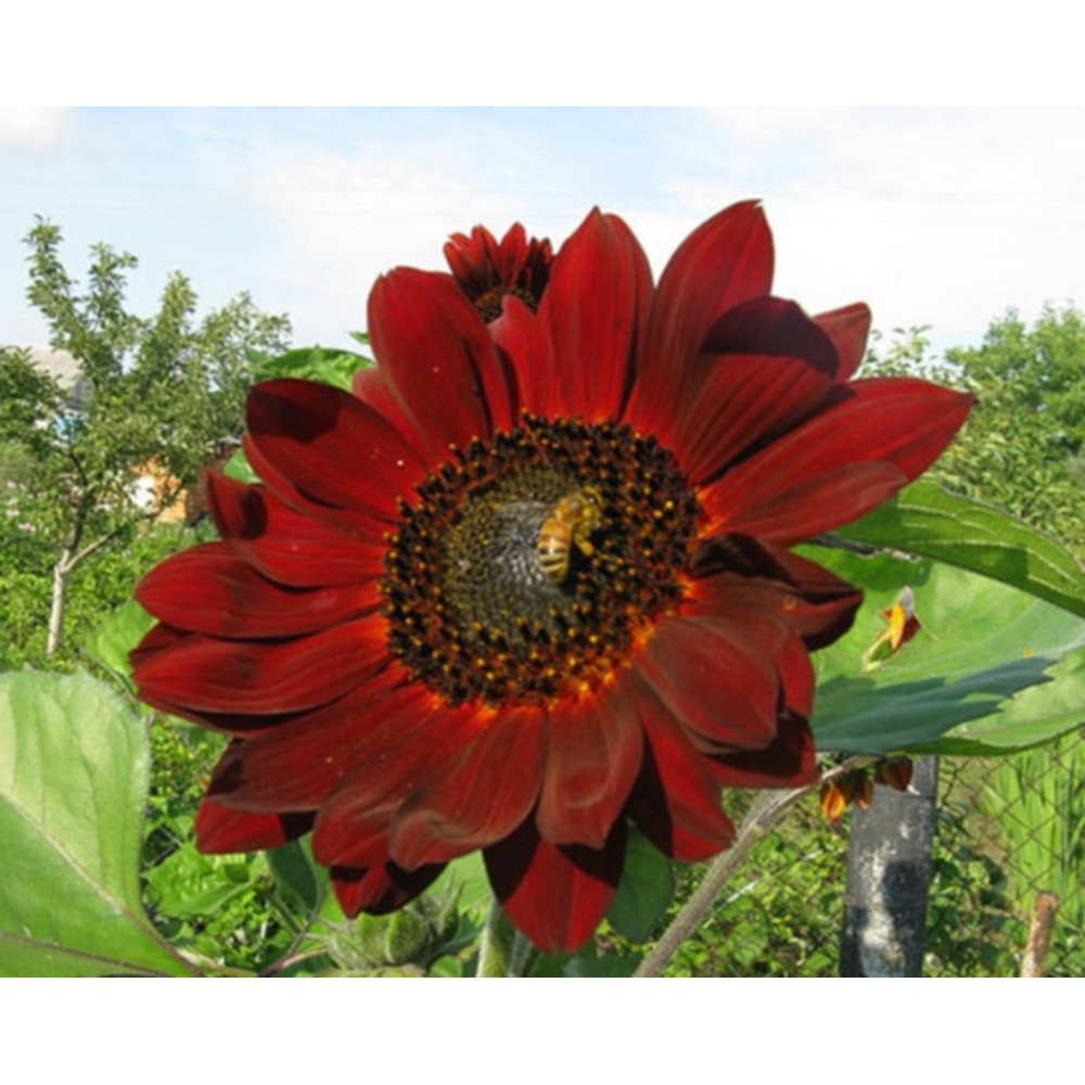 30 Sunflower Red seeds,organic seeds,Easy to grow,SW89.jpg