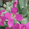 1000 Matthiola seeds,evening scent,SW98.jpg