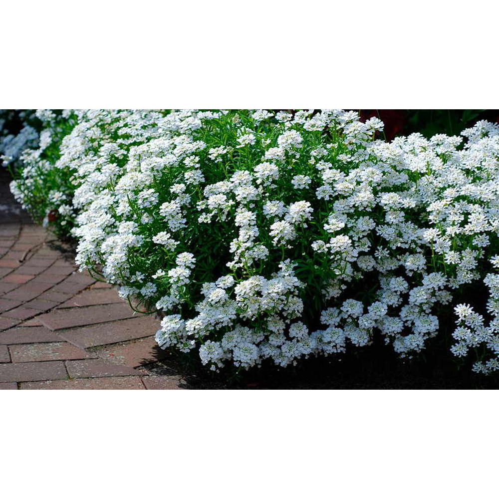 75 Iberis Candytuft seeds,Iberis White,SW108.jpg