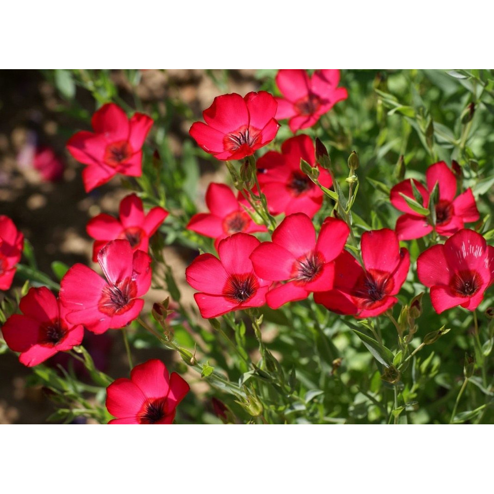 200 Linum Red Seeds,Flax Seeds,Linum Scarlet,Medicinal herb,SW109.jpg