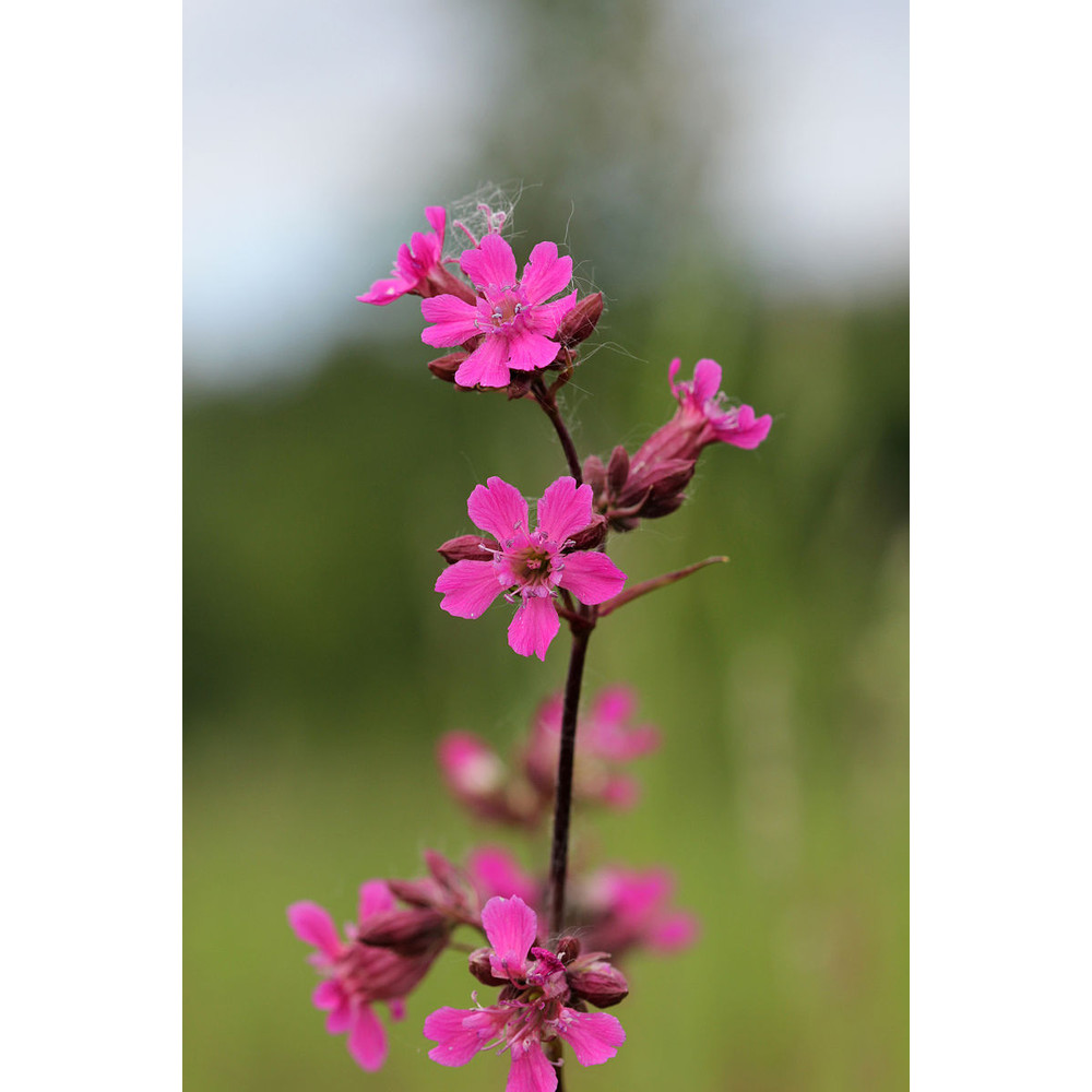 500  Viscária vulgáris seeds,Viscária seeds,Viscária Oculata,SW113.jpg