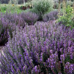 hyssop seeds, 1000 seeds hyssopus officinalis, ukrainian organic seeds sw121