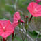 50 Pink Morning Glory seeds,Ipomoea seeds,Ipomoea Pink ,Ipomoea Purpurea, SW136.jpg