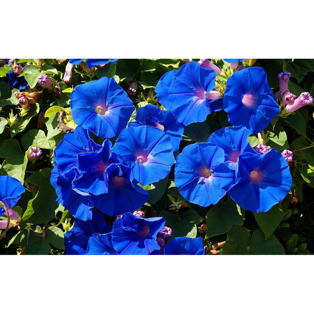 50 Blue Morning Glory seeds,Ipomoea seeds,Ipomoea Blue ,Ipomoea Purpurea, SW137.jpg