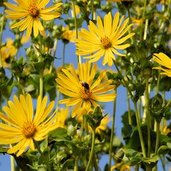 silphium seeds, 150 silphium perfoliatum l. seeds,medicinal herb, ukrainian organic seeds sw144