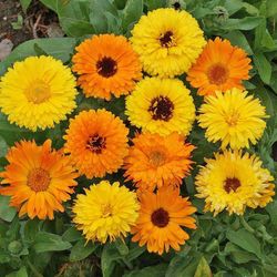 calendula seeds, 150 calendula officinalis seeds,medicinal herb, ukrainian organic seeds sw210