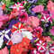 001.Petunia Crazy Blend.jpg