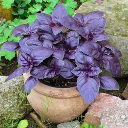 basil seeds  2000 erevan purple basil seeds, purple basil, ukrainian organic seeds sw392a