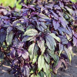 basil seeds  2000 basil marble basil seeds, purple basil, ukrainian organic seeds sw803