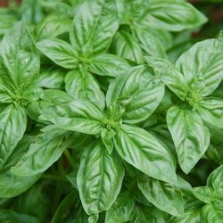 basil seeds  2000 basil lemon basil seeds, purple basil, ukrainian organic seeds sw804