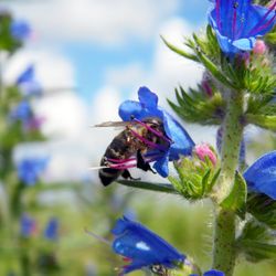 echium seeds  250 echium vulgare seeds, echium vulgare l. seeds ,vipers bugloss seeds sw394