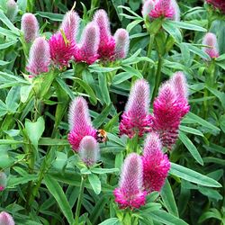 red clover seeds, 5000 red clover seeds,trifolium rubens seeds,organic seeds sw407