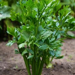 celery leaf seeds, 5000 celery seeds, ukrainian organic seeds  sw435