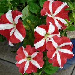 petunia seeds, 500 starfall petunia seeds,ukrainian organic seeds sw750