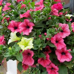 petunia seeds, 5000 rainbow petunia seeds,ukrainian organic seeds sw751