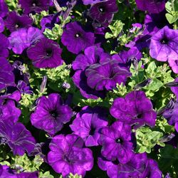 petunia seeds, 5000 violet petunia seeds,ukrainian organic seeds sw753