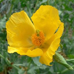 glaucium flavum seeds, 100 seeds, ukrainian organic seeds,sw756