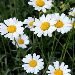 pyrethrum cinerariifolium seeds, 250 seeds, maruna, tanacetum cinerariifolium, ukrainian organic seeds,sw757